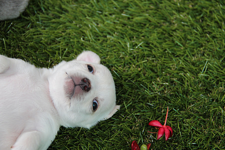 white puppy lying on grass beside a red petaled flower thumbnail