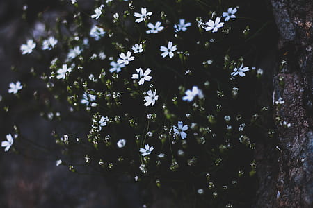 selective focus photo of white flowers thumbnail