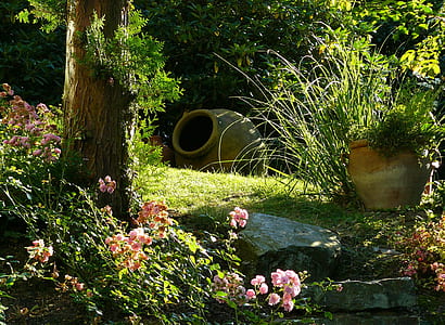 photo of green leaf tress and plants thumbnail