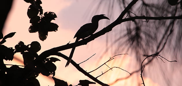 bird on tree branches thumbnail