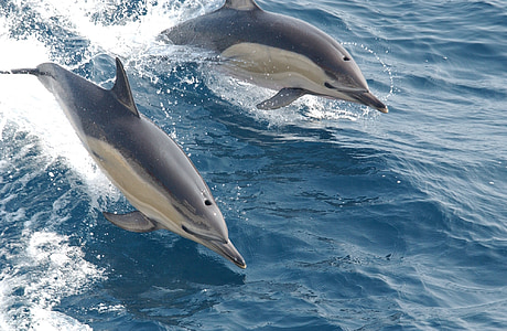 two gray dolphins on body of water thumbnail