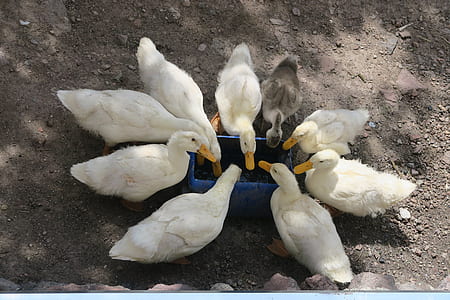 white ducks thumbnail