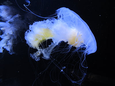 two jellyfishes wallpaper thumbnail