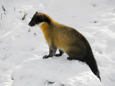 photo of rodent in snow thumbnail