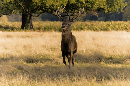 brown deer on grass field thumbnail