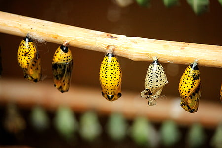 five butterfly cocoons thumbnail