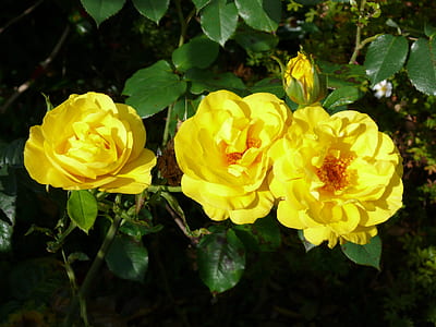 close-up photography of yellow roses in bloom thumbnail