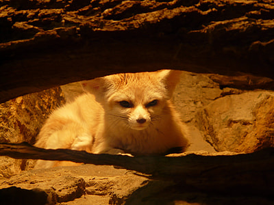 brown large cat inside brown cave thumbnail