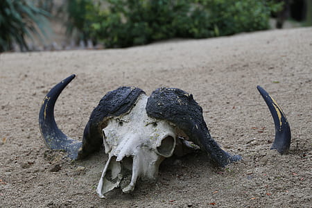 black and white animal skull covered with dirt thumbnail