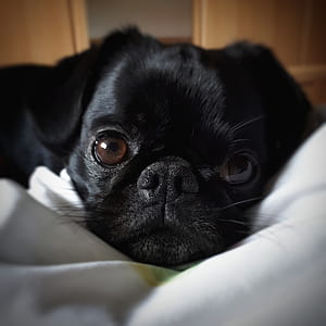 close-up photography of black pug puppy thumbnail