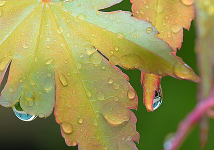 close-up photo of green leaf with water droplets thumbnail