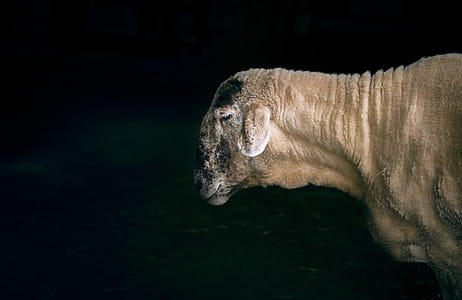Photography of Short-coated Animal Against Black Backgroudn thumbnail