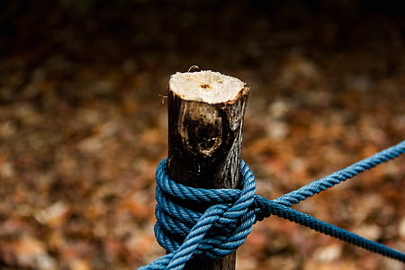 shallow focus photography of blue rope on tree branch thumbnail