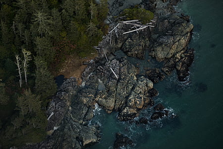 aerial view of green leaf pine trees near sea at daytime thumbnail