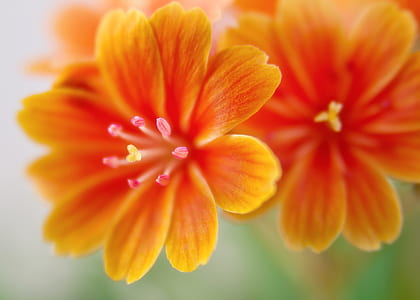 orange flowers thumbnail