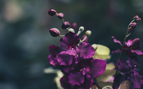 Dark little beautiful things thumbnail