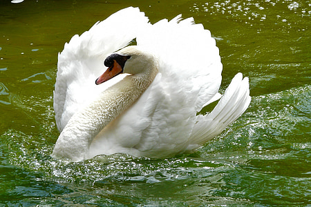 swan on body of water thumbnail