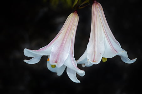 two white petaled flowers thumbnail