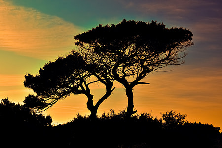 silhouette photography of trees thumbnail