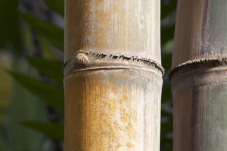 bamboo tree thumbnail