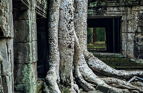 Angkor Wat, Campo Asia thumbnail