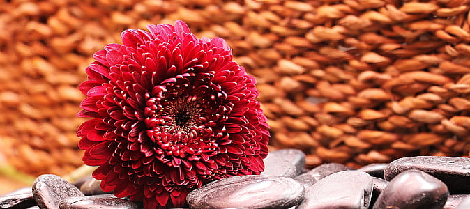 red petaled flower on gray rocks thumbnail