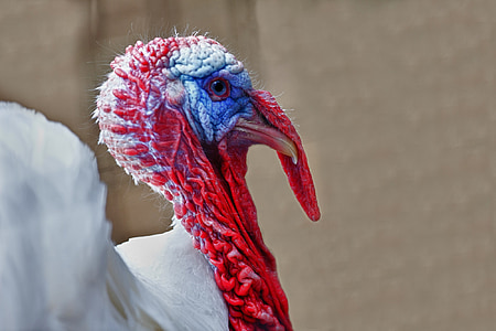 white turkey closeup photo thumbnail