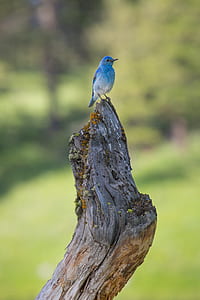 blue parakeet bird standing on brown wood thumbnail