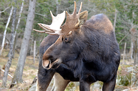 photograph of black moose on forest thumbnail
