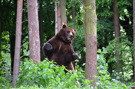 Grizzly bear in between brown tree barks with green leaf plants at daytime thumbnail