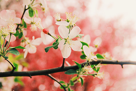 Flower, Close-Range Photogrammetry thumbnail