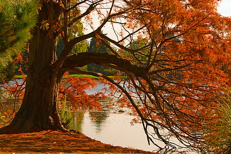 orange leaf tree near the body of water during daytime thumbnail
