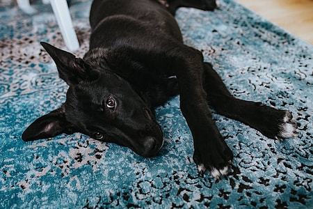 Black dog on a light blue carpet thumbnail