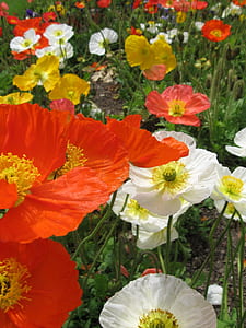 assorted-color poppy flowers thumbnail