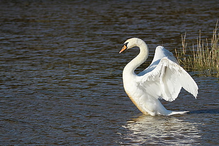 white goose swim on water thumbnail