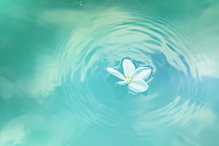water, flower, clean, bloom thumbnail