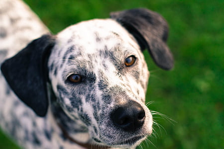 white and black Dalmatian puppy thumbnail