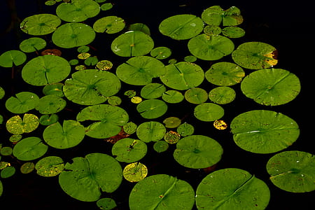lily pods on water thumbnail