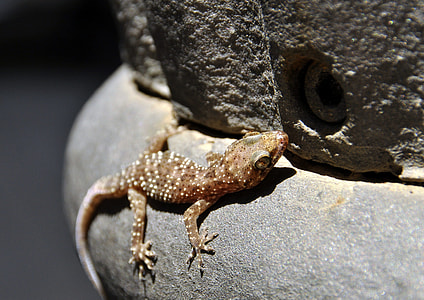 brown reptil on gray stone thumbnail
