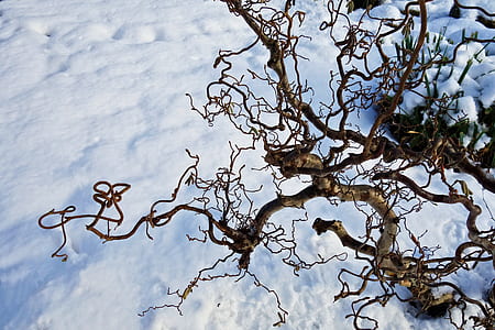 brown baretree on snowfield thumbnail