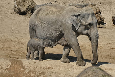 gray elephant beside baby elephant thumbnail