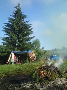 Photo of Pine Tree Leaves Bonfire thumbnail