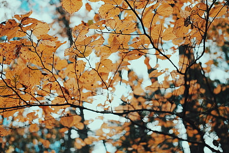 yellow leafed tree at daytime thumbnail