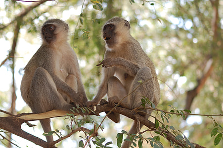 two gray monkeys on tree branch thumbnail