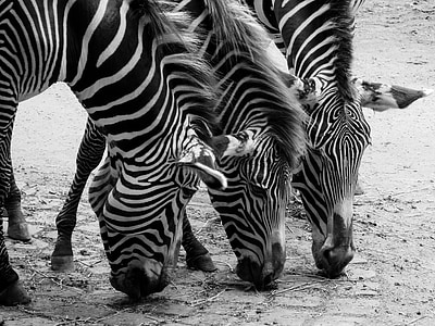 three black-and-white zebras photography thumbnail