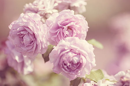 purple petaled flowers thumbnail