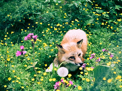 brown fox surrounded by yellow and pink flowers thumbnail