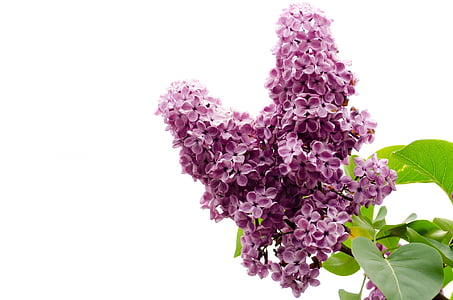 photography of pink flowers thumbnail