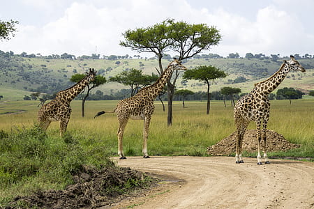 three giraffe walking on brown soil thumbnail