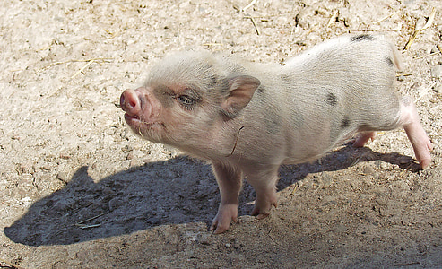 baby pig thumbnail